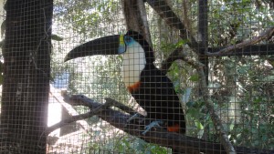 Tucan