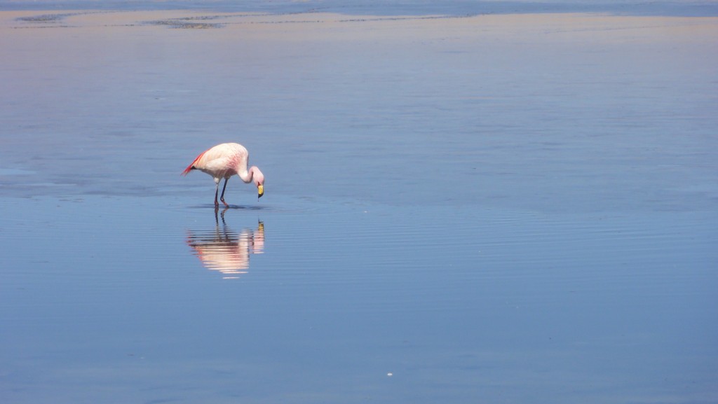 Flamingo