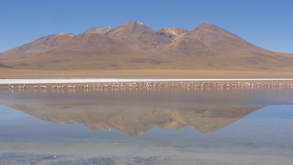 Und noch mehr Flamingos in der Lagune.
